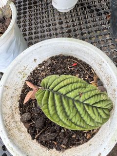 (Category: ) located in . Submitted by sglobangclearance (Listing ID 1425579219, Image 1). Description: .