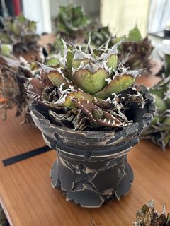 （分類：）位於 。 由 kindnessplants 提交（商品編號 1425519689，圖片 1）。簡介： 。