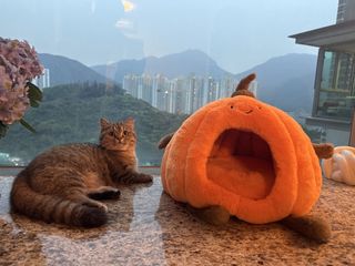 （分類：）位於 。 由 hhpskh 提交（商品編號 1425545768，圖片 1）。簡介： 。