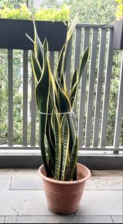 (Category: ) located in . Submitted by Angieshopping (Listing ID 1425499938, Image 1). Description: .