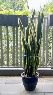 (Category: ) located in . Submitted by Angieshopping (Listing ID 1425063686, Image 1). Description: .