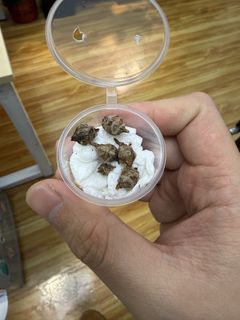 (Category: ) located in . Submitted by terryrynn (Listing ID 1429593781, Image 1). Description: .