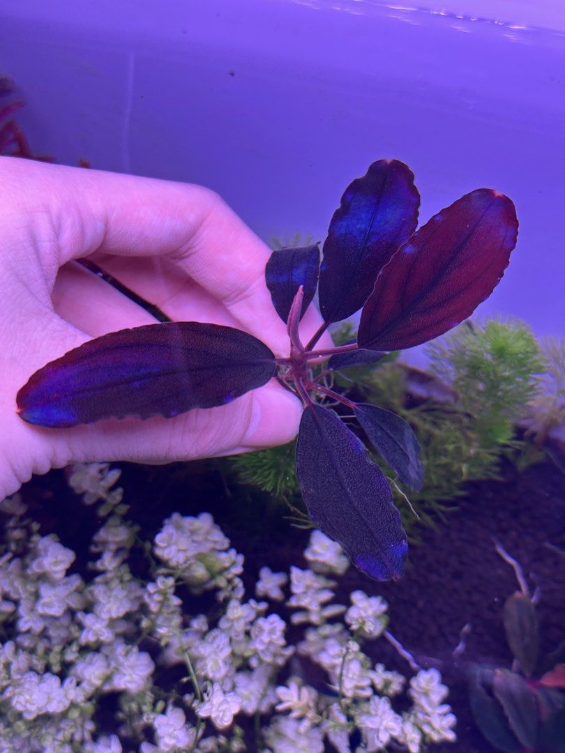 Bucephalandra Hellfire (Category: Plants & Seeds) located in Singapore. Submitted by bucecollection (Listing ID 1429642703, Image 1). Description: Rare & Exotic Bucephalandra -XXL Size -Large oval shaped, slightly red leafs with strong veins -HIGH Iridescence/Metallic shine -Blue/Violet Hue -New leaf are deep red, old leaf dark red/green -Video available, PM :) Feel free to offer, bundle discounts.