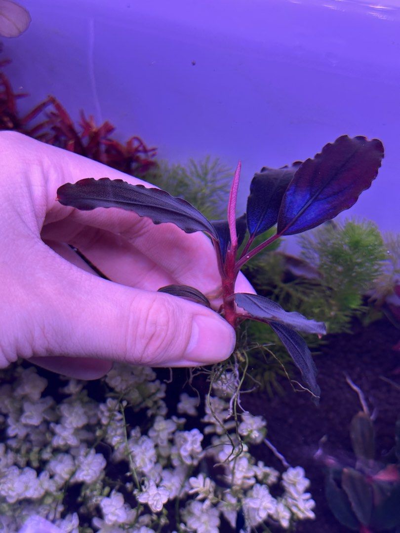 Bucephalandra Hellfire (Category: Plants & Seeds) located in Singapore. Submitted by bucecollection (Listing ID 1429642703, Image 2). Description: Rare & Exotic Bucephalandra -XXL Size -Large oval shaped, slightly red leafs with strong veins -HIGH Iridescence/Metallic shine -Blue/Violet Hue -New leaf are deep red, old leaf dark red/green -Video available, PM :) Feel free to offer, bundle discounts.