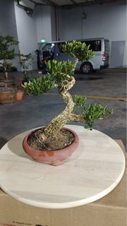 (Category: ) located in . Submitted by thplantstudio (Listing ID 1429625362, Image 1). Description: .