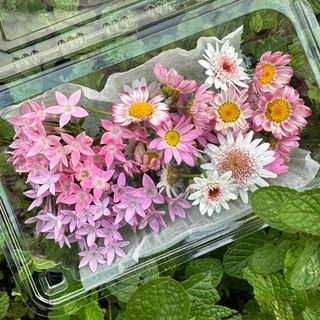 （分類：）位於 。 由 _delightgarden 提交（商品編號 1429512797，圖片 1）。簡介： 。