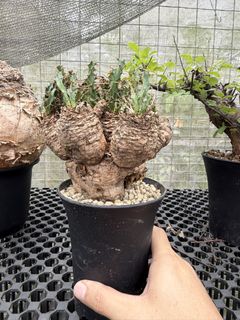 (Category: ) located in . Submitted by desert.grower (Listing ID 1429563197, Image 1). Description: .