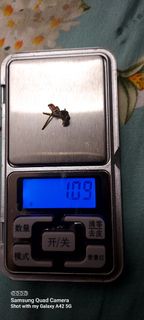 （分類：）位於 。 由 boldflower_7c903b 提交（商品編號 1429618632，圖片 1）。簡介： 。