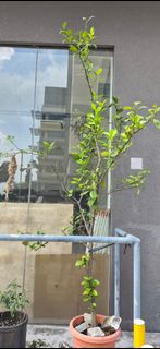 (Category: ) located in . Submitted by phuangmal (Listing ID 1429615392, Image 1). Description: .
