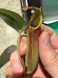 （分類：）位於 。 由 harrych5678 提交（商品編號 1431226759，圖片 1）。簡介： 。