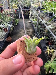 (Category: ) located in . Submitted by greenfingerssg (Listing ID 1431328852, Image 1). Description: .