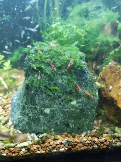 (Category: ) located in . Submitted by happy_sail (Listing ID 1431190982, Image 1). Description: .