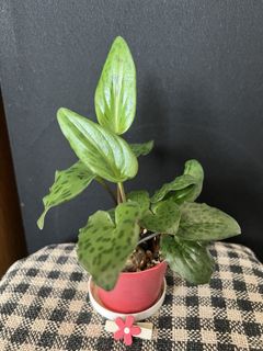 （分類：）位於 。 由 nblythe 提交（商品編號 1431230902，圖片 1）。簡介： 。