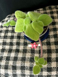 （分類：）位於 。 由 nblythe 提交（商品編號 1431228752，圖片 1）。簡介： 。