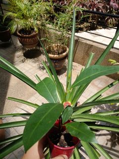 (Category: ) located in . Submitted by plant-cartel-boss (Listing ID 1431230187, Image 1). Description: .