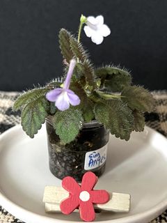 （分類：）位於 。 由 nblythe 提交（商品編號 1431224076，圖片 1）。簡介： 。