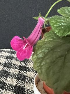 （分類：）位於 。 由 nblythe 提交（商品編號 1431231667，圖片 1）。簡介： 。