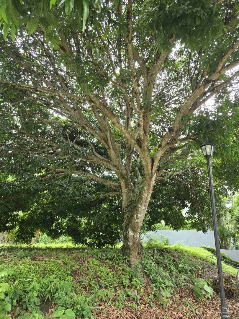 AYALA WESTGROVE PHASE 1 LOT (Category: Lot) located in Makati City. Submitted by seriousdeclutteringmission (Listing ID 1431397615, Image 3). Description: AYALA WESTGROVE PHASE 1 LOT 451 sqm Phase 1 - near main gate With prominent neighbors in Phase 1. Not perimeter. PHP29M net (negotiable) Option to purchase designed structure (separately)..
