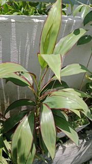 (Category: ) located in . Submitted by joel_aquariumandplants (Listing ID 1431431754, Image 1). Description: .