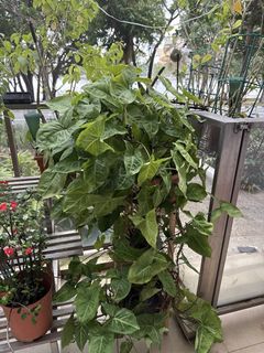 (Category: ) located in . Submitted by cooldolph (Listing ID 1431472622, Image 1). Description: .