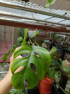 (Category: ) located in . Submitted by plant-cartel-boss (Listing ID 1431454510, Image 1). Description: .