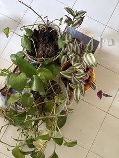 (Category: ) located in . Submitted by Rakhi (Listing ID 1431455383, Image 1). Description: .