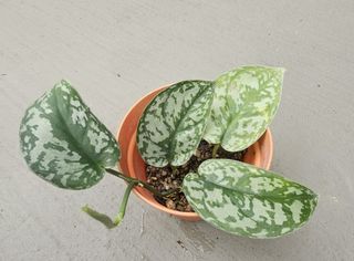 (Category: ) located in . Submitted by plant.crafts (Listing ID 1431451634, Image 1). Description: .