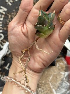 （分類：）位於 。 由 sitkin 提交（商品編號 1397461516，圖片 1）。簡介： 。