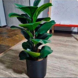 (Category: ) located in . Submitted by furnishstudio (Listing ID 1431585915, Image 1). Description: .