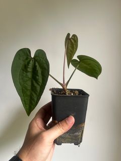 (Category: ) located in . Submitted by rootsingarden (Listing ID 1431667073, Image 1). Description: .