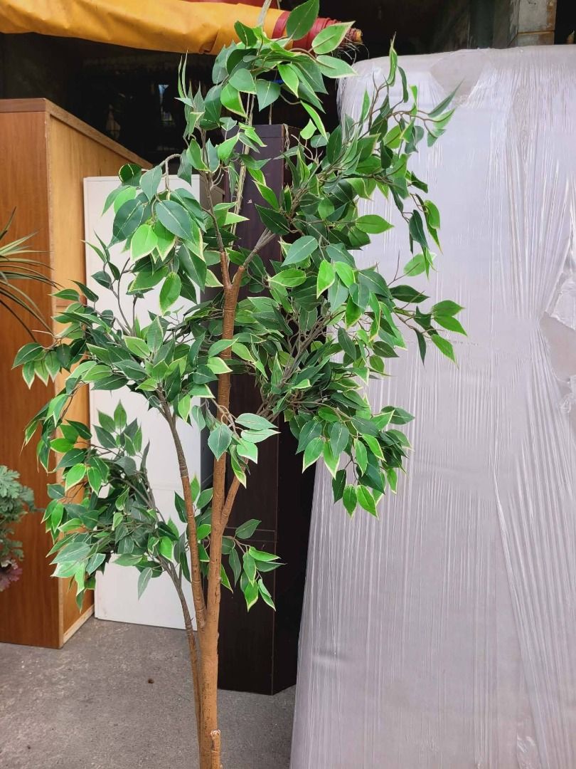 ARTIFICIAL PLANT (Category: Artificial Plants & Flowers) located in Sablan. Submitted by gongonshelley12 (Listing ID 1431758292, Image 3). Description: PRICE 2500 JAPAN ITEMS FAKE PLANTS 5FT HEIGHT PARANG REAL SYA SA ACTUAL.