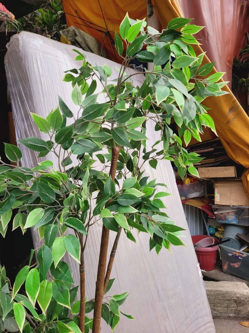 ARTIFICIAL PLANT (Category: Artificial Plants & Flowers) located in Sablan. Submitted by gongonshelley12 (Listing ID 1431758292, Image 2). Description: PRICE 2500 JAPAN ITEMS FAKE PLANTS 5FT HEIGHT PARANG REAL SYA SA ACTUAL.
