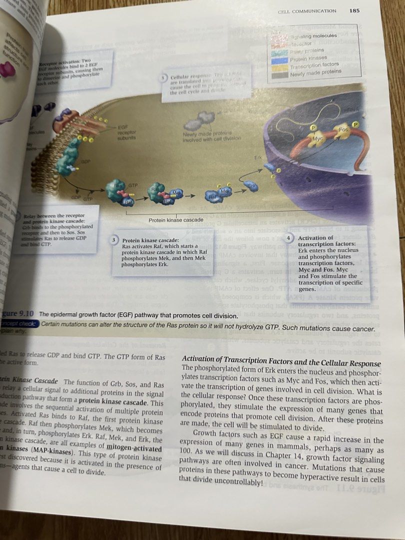 Biology Book Brooker (Category: Textbooks) located in Angeles City. Submitted by bawaskalatmuna (Listing ID 1431652111, Image 3). Description: .