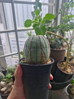 (Category: ) located in . Submitted by excess.plants (Listing ID 1431690212, Image 1). Description: .