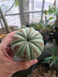 (Category: ) located in . Submitted by excess.plants (Listing ID 1431686982, Image 1). Description: .