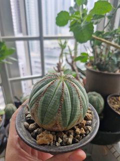 (Category: ) located in . Submitted by excess.plants (Listing ID 1412259999, Image 1). Description: .