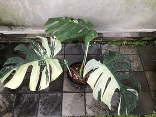 (Category: ) located in . Submitted by PlantsRanger (Listing ID 1431702489, Image 1). Description: .