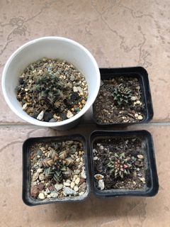 (Category: ) located in . Submitted by clover.forest (Listing ID 1431666256, Image 1). Description: .