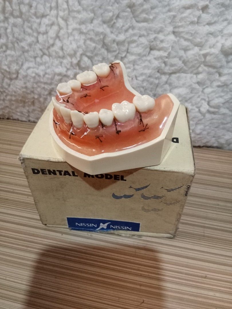 Nissin Dental Model (Category: Medical Supplies & Tools) located in Bocaue. Submitted by marajapansurplus (Listing ID 1431602580, Image 2). Description: - Nissin Dental Model - Includes original box - Features teeth with sutures - Box marked with Nissin logo and "Dental Model".