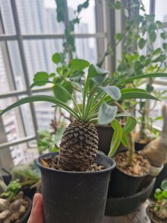 (Category: ) located in . Submitted by excess.plants (Listing ID 1401830661, Image 1). Description: .