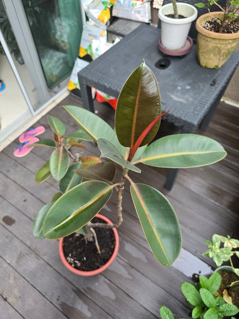 Rubber Tree453851046122639360
