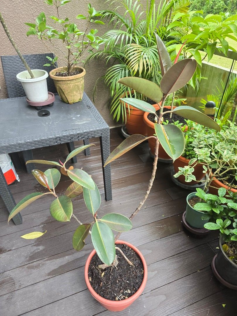 Rubber Tree453851046122639362