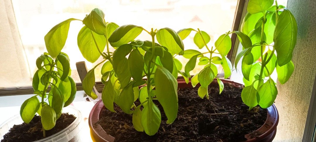 Basil Plant Seedlings 100php with pot (Category: Plants & Seeds) located in Makati City. Submitted by Centerfold (Listing ID 1431862157, Image 2). Description: - Healthy basil seedlings - Vibrant green leaves - Perfect for kitchen gardens - Potted in soil - Enjoy fresh basil! call/text 09978440970.