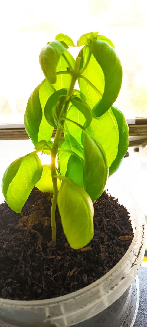 Basil Plant Seedlings 100php with pot (Category: Plants & Seeds) located in Makati City. Submitted by Centerfold (Listing ID 1431862157, Image 1). Description: - Healthy basil seedlings - Vibrant green leaves - Perfect for kitchen gardens - Potted in soil - Enjoy fresh basil! call/text 09978440970.