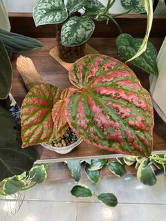 (Category: ) located in . Submitted by jubilantplants (Listing ID 1431826432, Image 1). Description: .