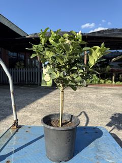 (Category: ) located in . Submitted by leafynature (Listing ID 1431927302, Image 1). Description: .
