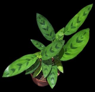 (Category: ) located in . Submitted by achema.m (Listing ID 1431851890, Image 1). Description: .