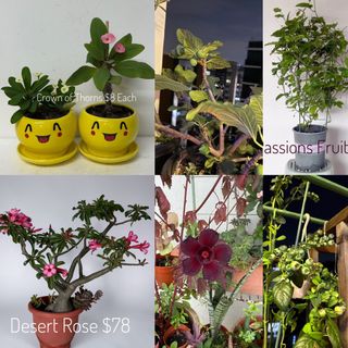 (Category: ) located in . Submitted by sgflorist (Listing ID 1431801898, Image 1). Description: .