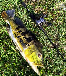 (Category: ) located in . Submitted by jcfishes (Listing ID 1431881435, Image 1). Description: .