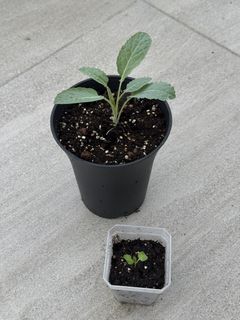 （分類：）位於 。 由 ummmmoni 提交（商品編號 1428028538，圖片 1）。簡介： 。